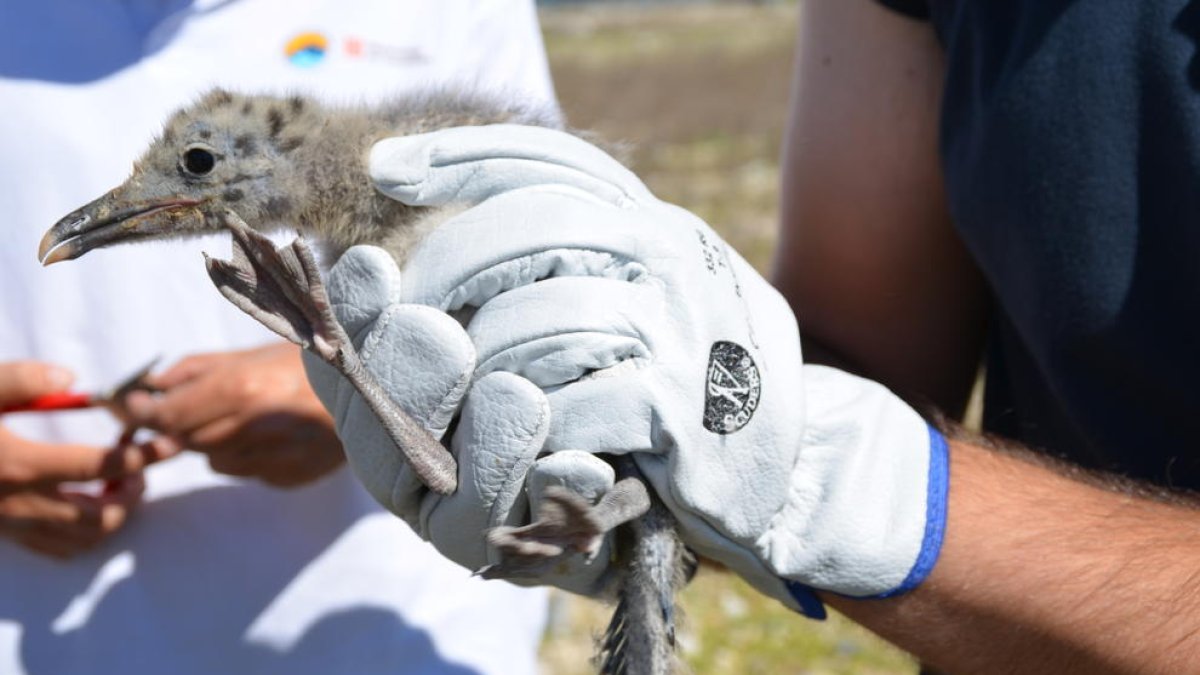 Anillan 300 piojos de gaviota de Audouin en el puerto de Tarragona