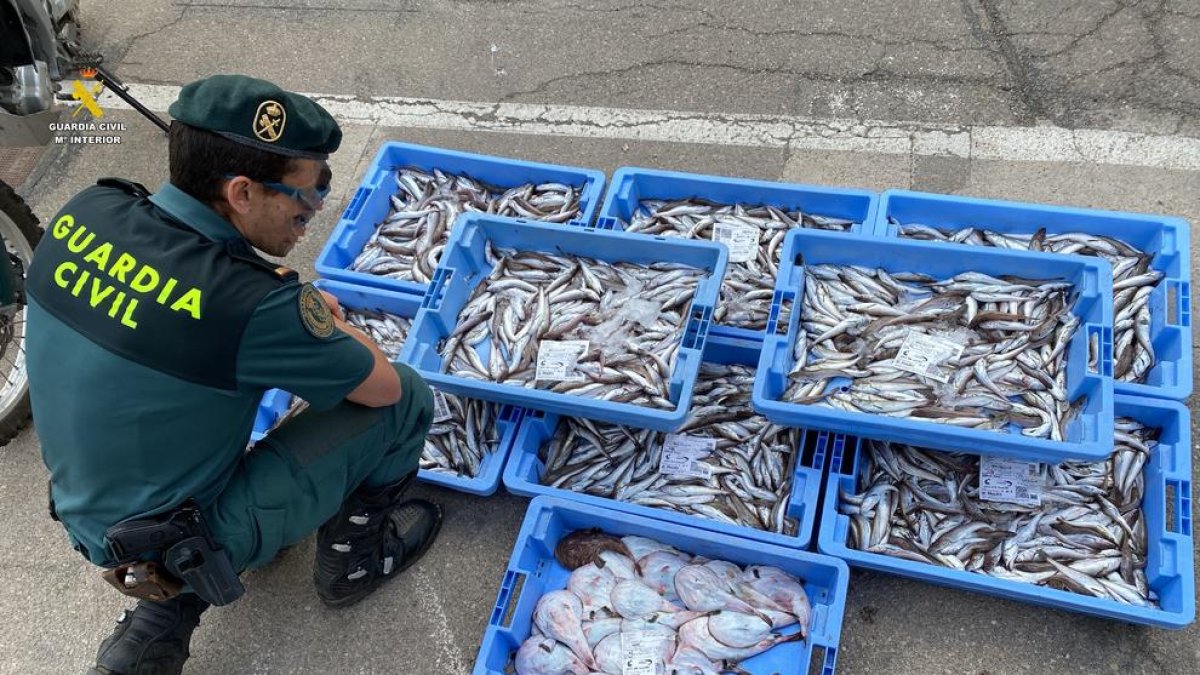 La Guardia Civil interviene más de 100 kilos de pescado que no cumplía el tallaje mínimo en las Casas de Alcanar
