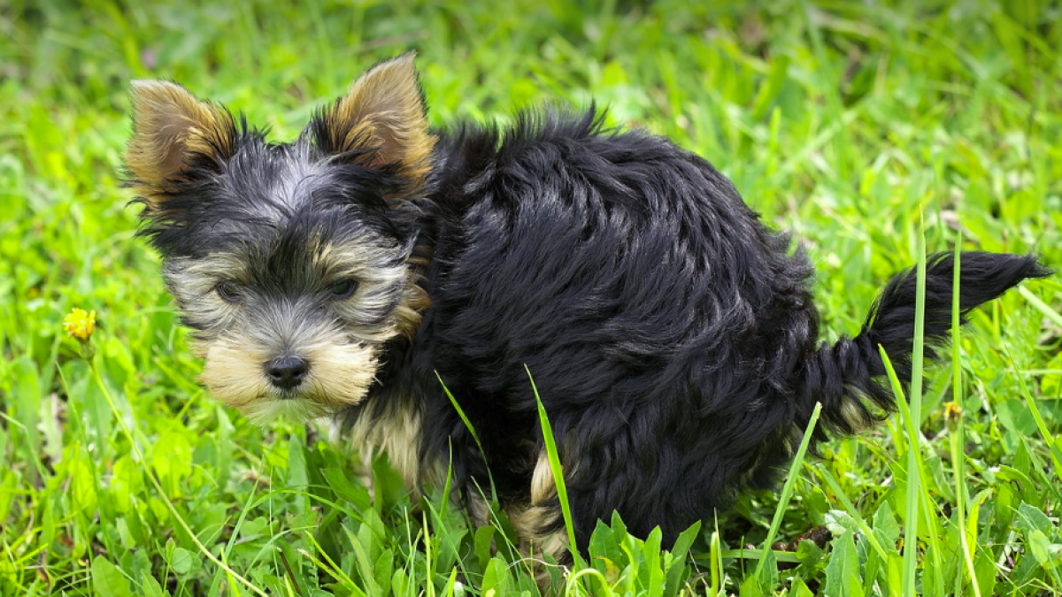 La Pobla de Mafumet reforça l'acció municipal contra els propietaris incívics de gossos