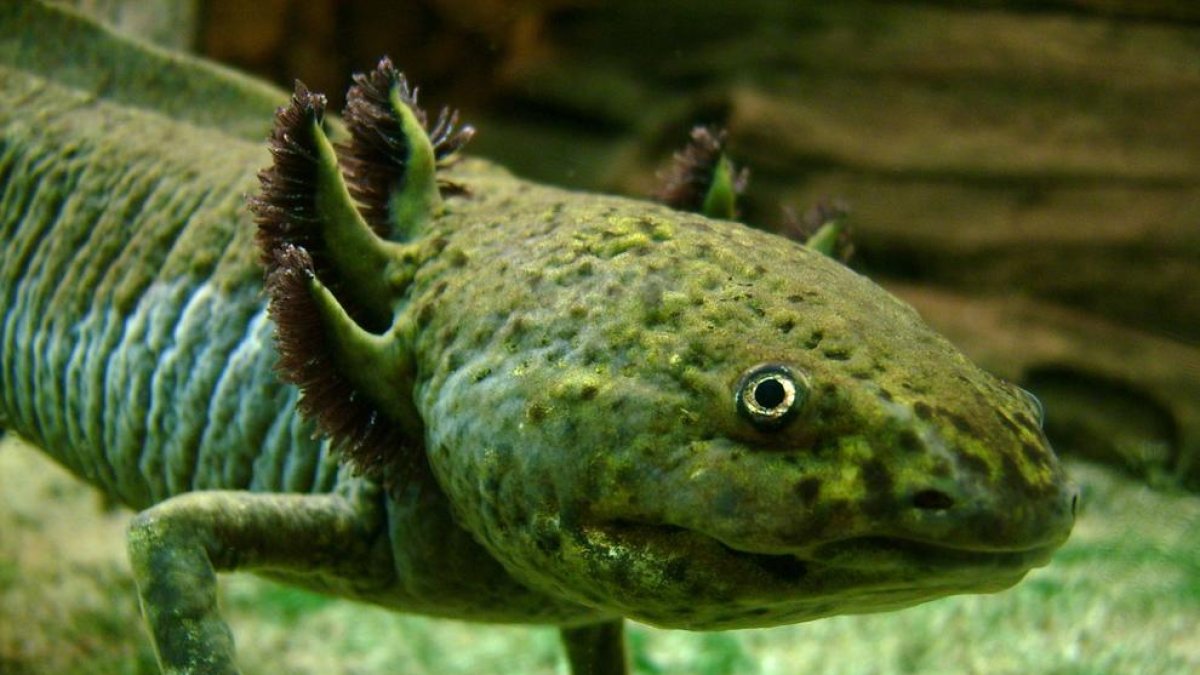 Encuentran un segundo ejemplar de ajolote mexicano en Marçà