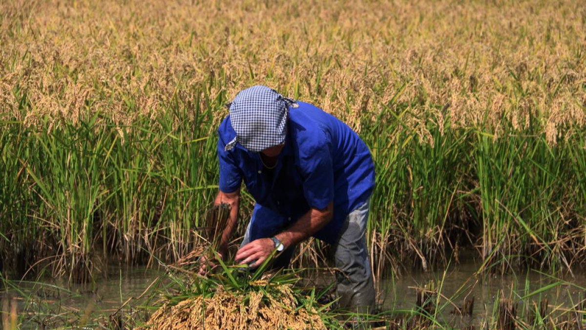 El 2022 fue el año con más descenso del paro de los últimos diecisiete en las Terres de l'Ebre