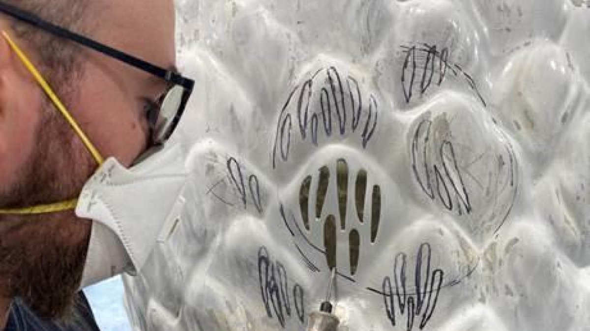 Renuevan la imagen de la Àliga del Vendrell en motivo de su décimo aniversario