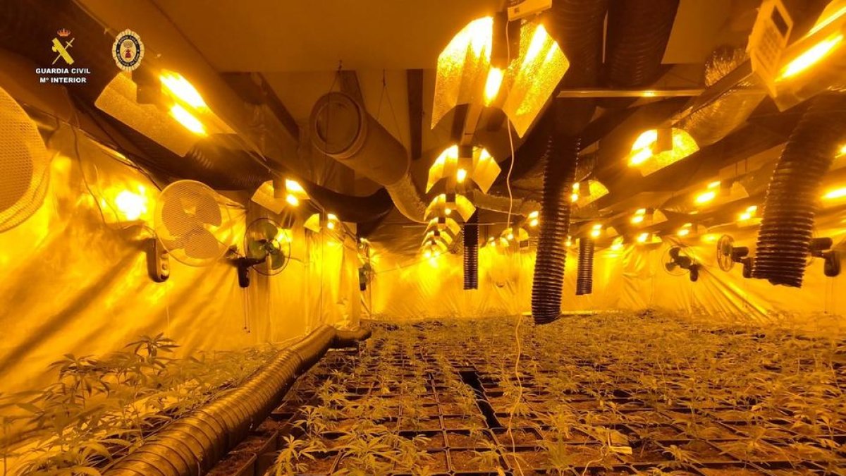 Desarticulen una plantació de marihuana indoor oculta en un habitatge de Miami Platja