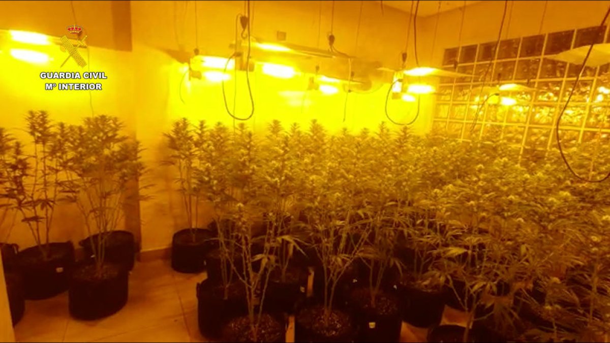 Desarticulada una organització que cultivava marihuana amb ramificacions a Tarragona