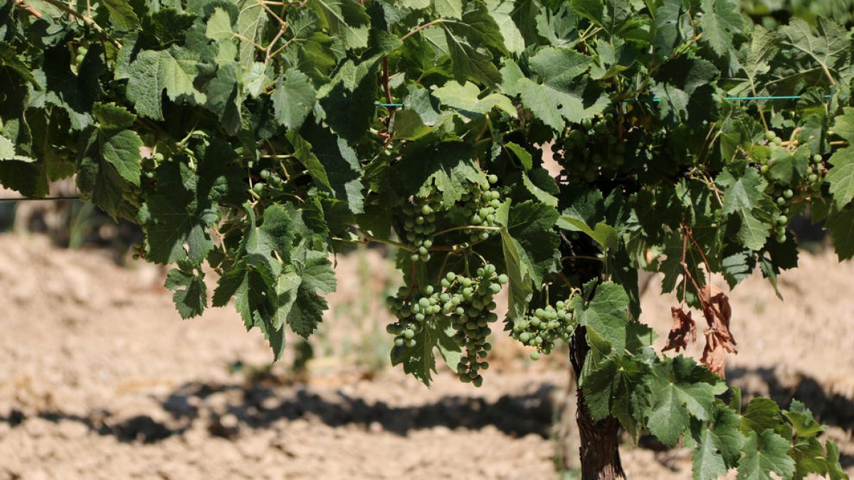 El Penedès y el Alt Camp pueden perder el 80% de la vendimia por la sequía