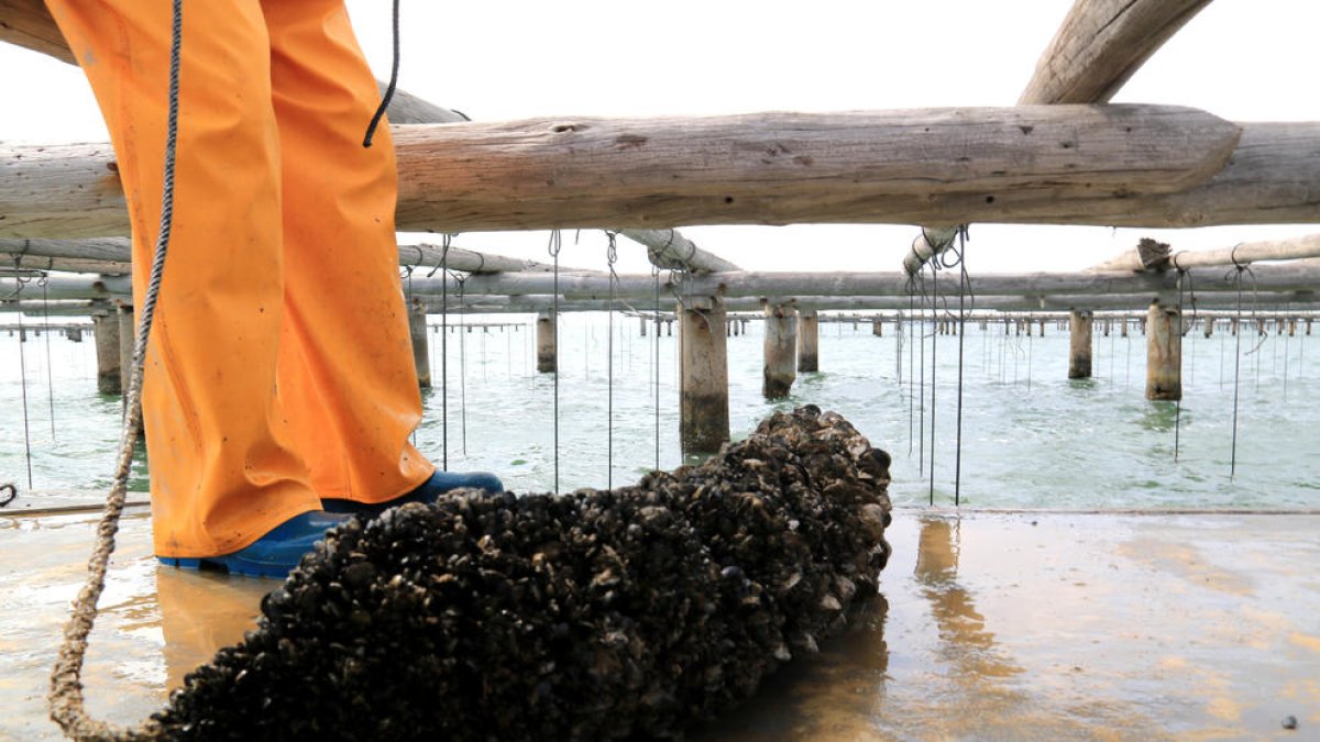 La producció de musclo al Delta baixarà un 15% aquesta temporada