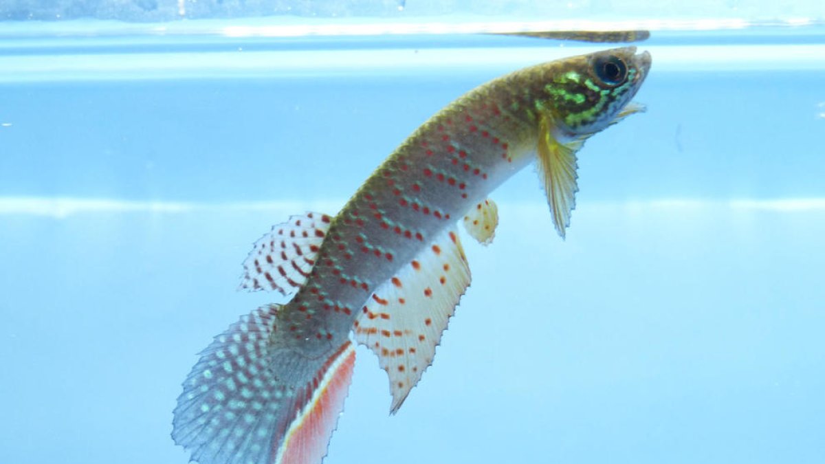 Descubren en Bolivia un pez que sobrevive fuera del agua y que cambia su manera de respirar