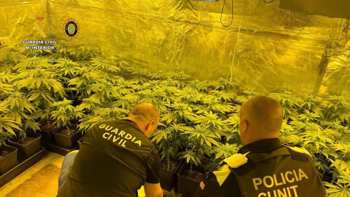 Desarticulan una plantación de marihuana en una vivienda de Cunit
