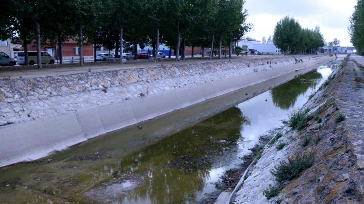 Los Regantes de la Derecha prevén «resultados aceptables» en la cosecha de arroz con el riego intermitente