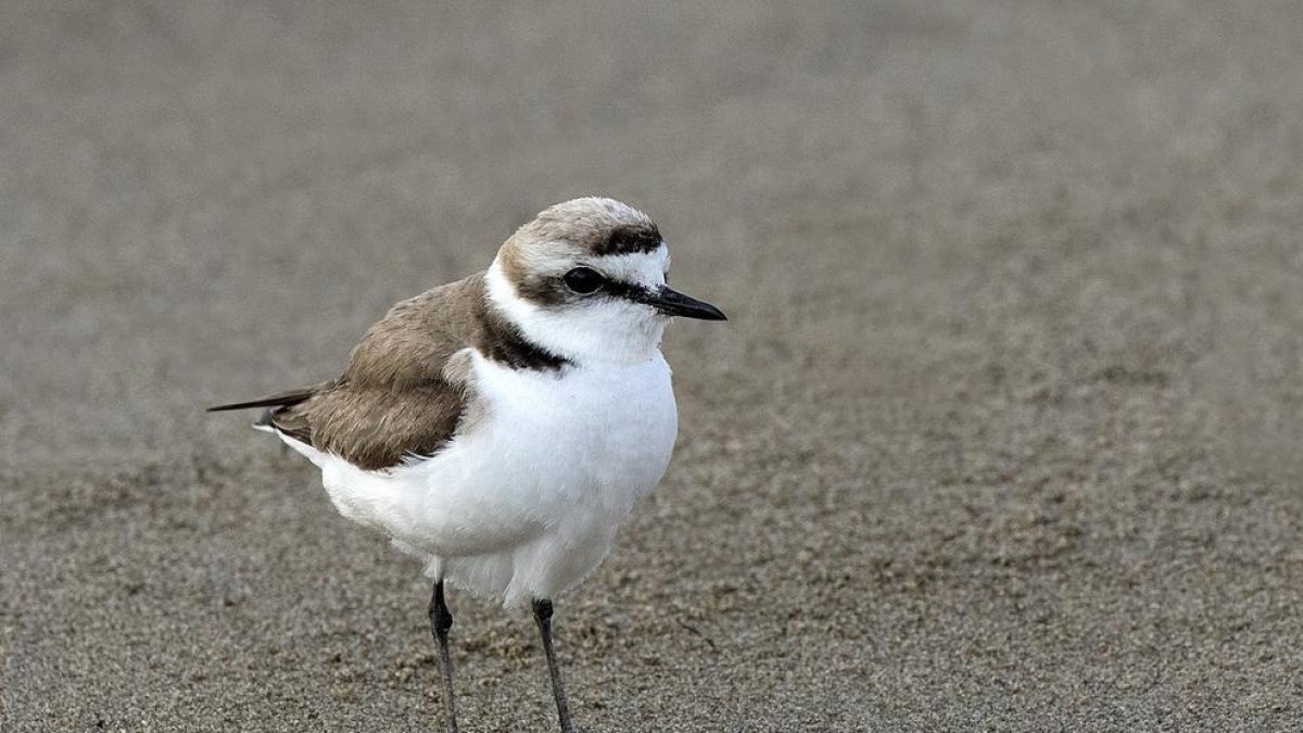 'Corriol a la platja', l'exposició que es pot visitar a Cal Bofill de Torredembarra fins a finals d'agost