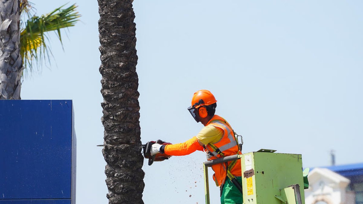 El Port de Tarragona empieza a retirar una decena de palmeras del barrio del Serrallo por seguridad