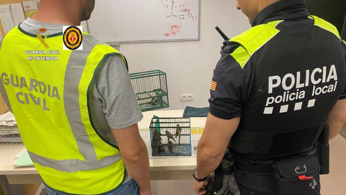 Investigats per capturar aus protegides usant cola a Tortosa