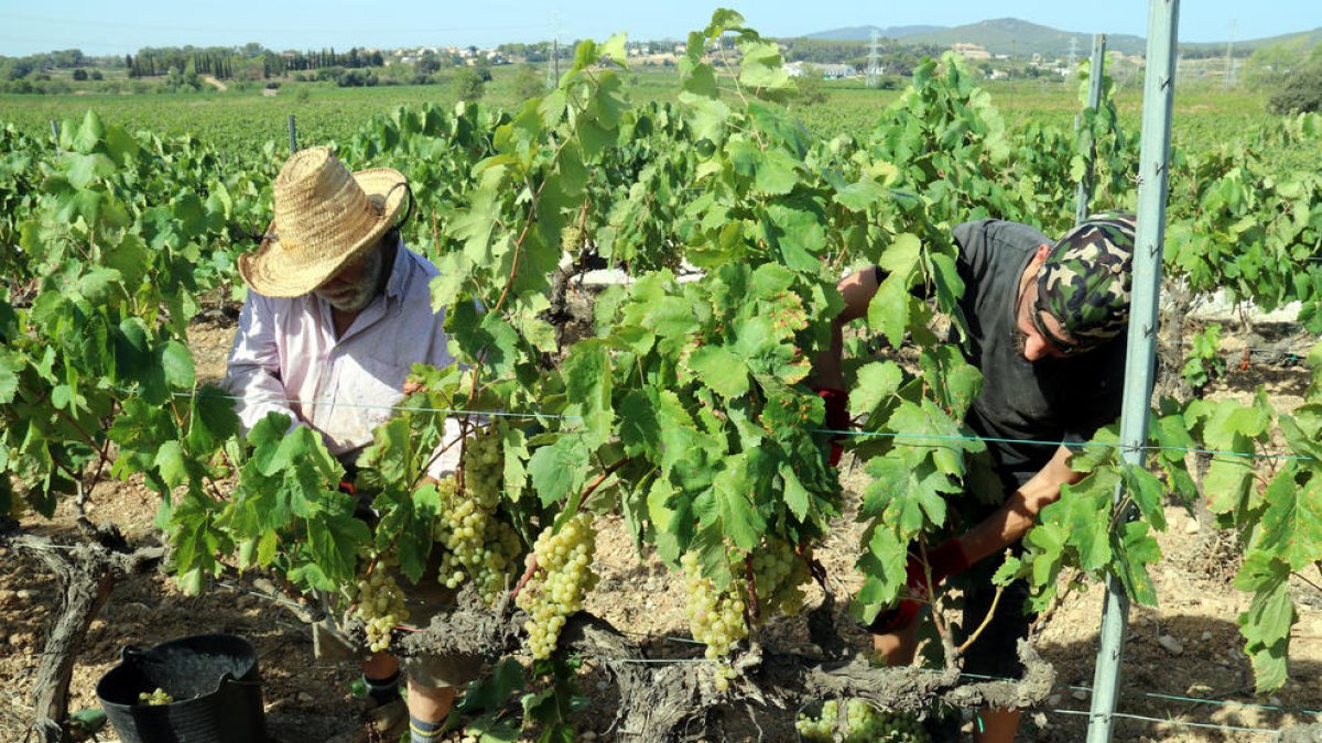 La DO Penedès preveu collir la meitat de raïm que l'any passat per culpa de la sequera