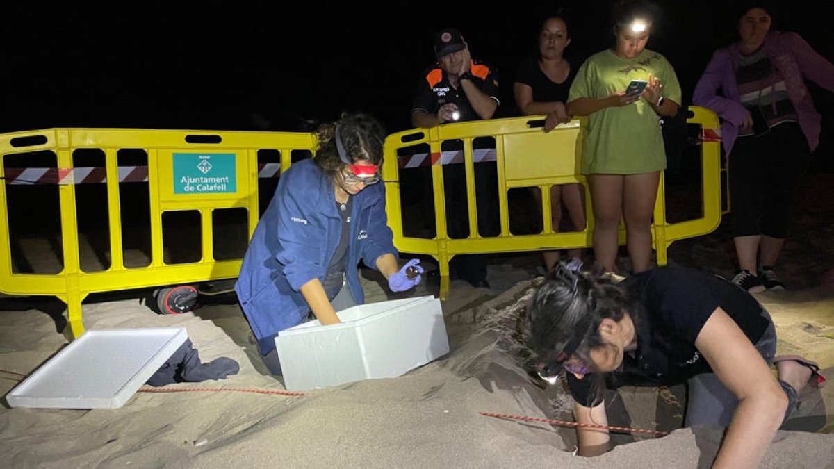 Els nius de tortuga careta a Catalunya ja són deu, els últims a Calafell i Viladecans
