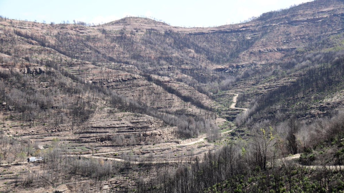 Els propietaris forestals alerten que les pluges només han estat «un respir» i que el bosc continua sent «un polvorí»