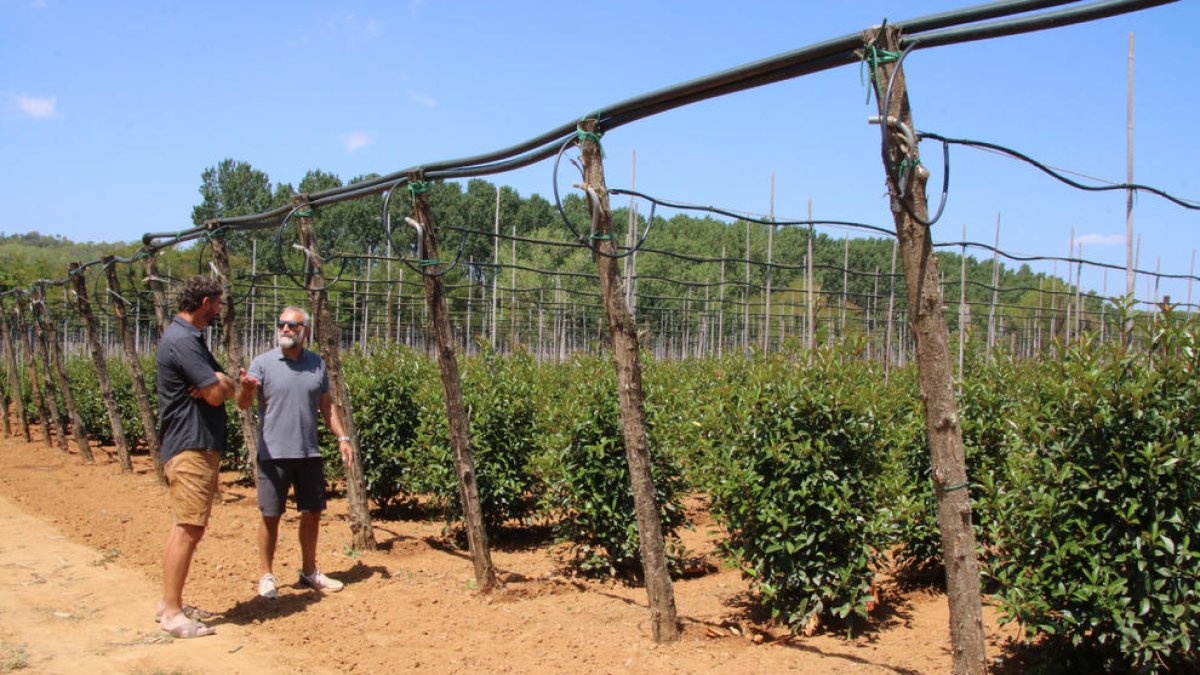 Los viveristas de GIrona reclaman ayudas para poder reducir un 40% el consumo de agua como se los exige por la sequía