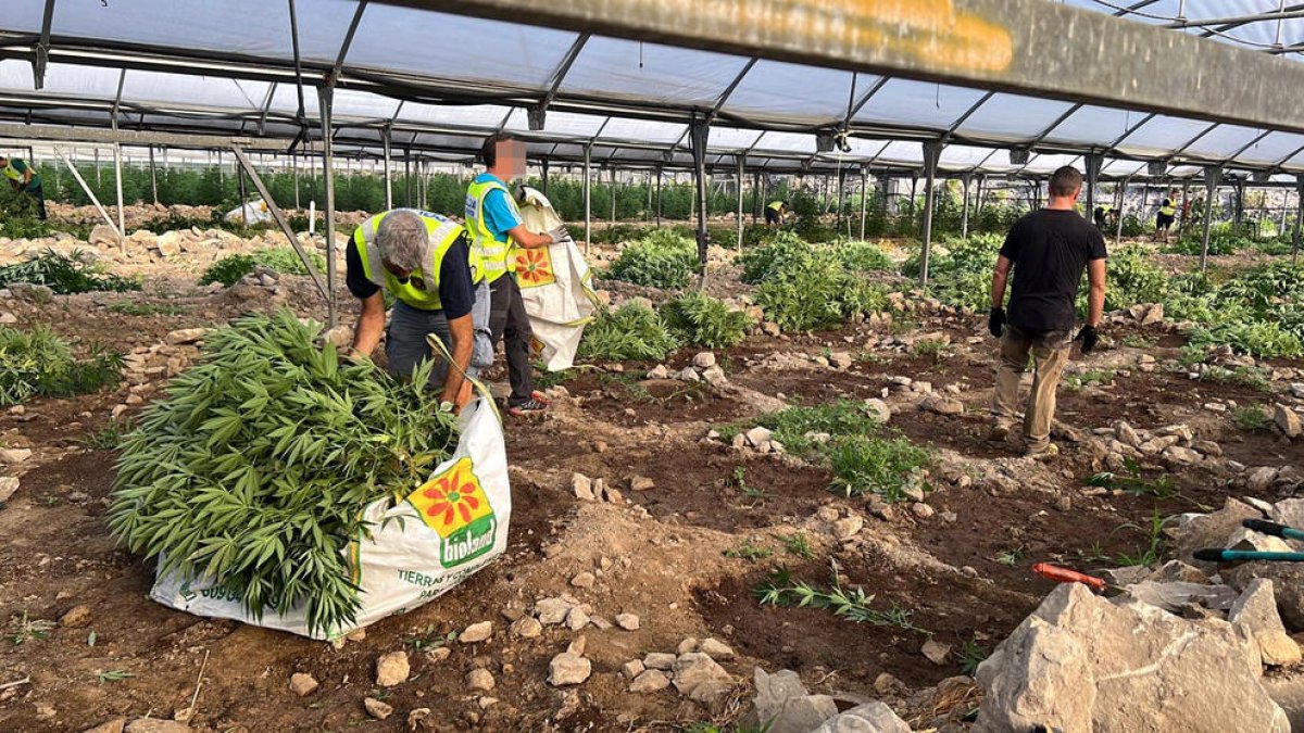 Prisión sin fianza para uno de los dos detenidos por la macroplantación de 1.800 plantas de marihuana en Almatret