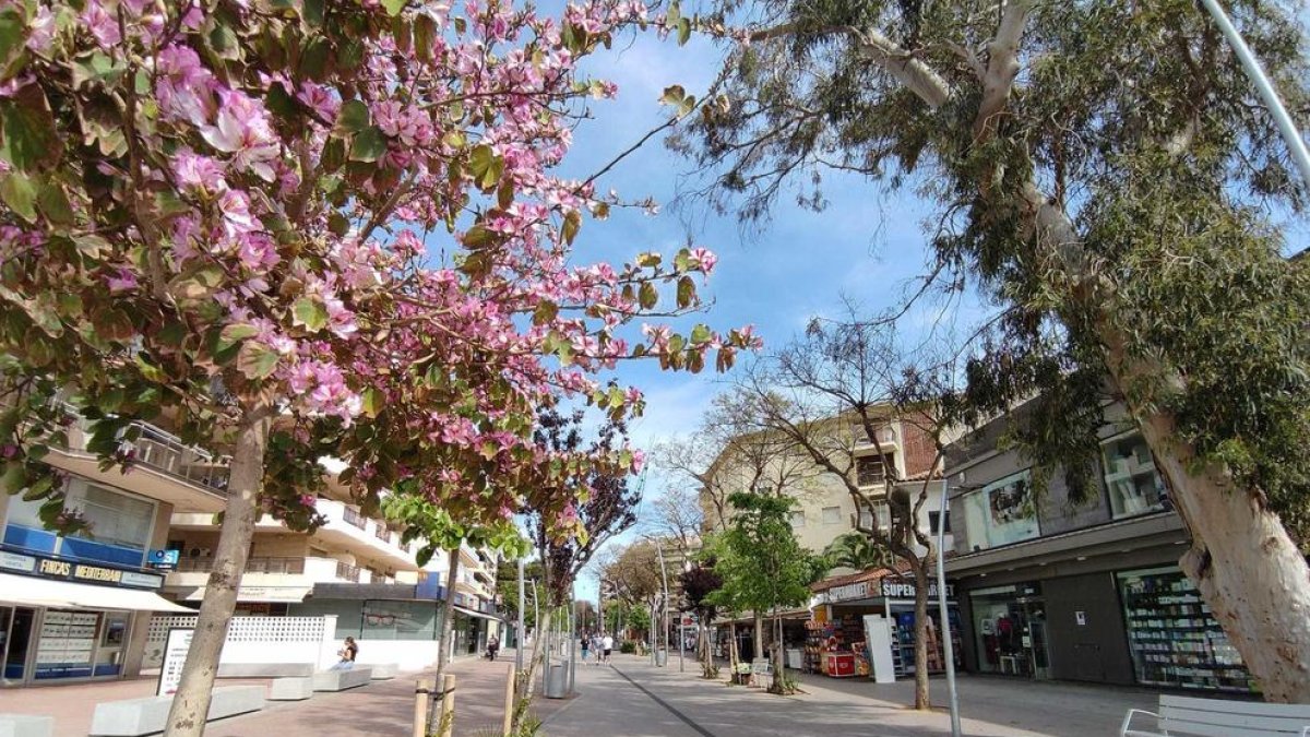 Salou continúa con los tratamientos contra roedores e insectos