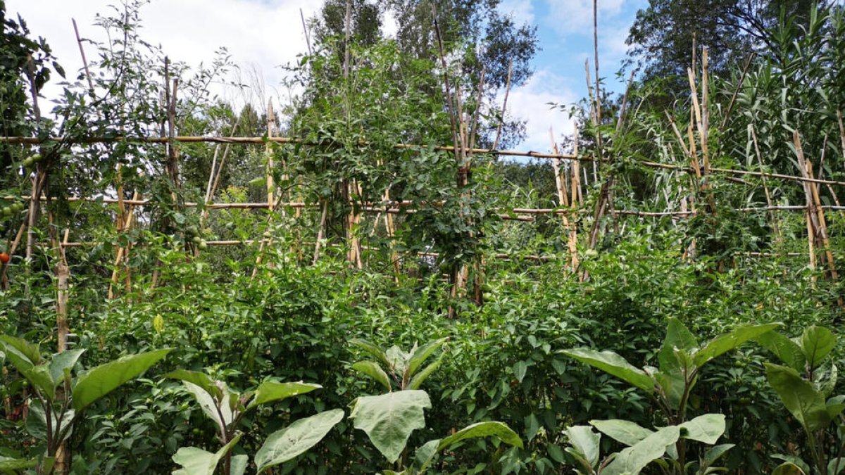 Inician un proyecto de prospección etnobotánica en Reus