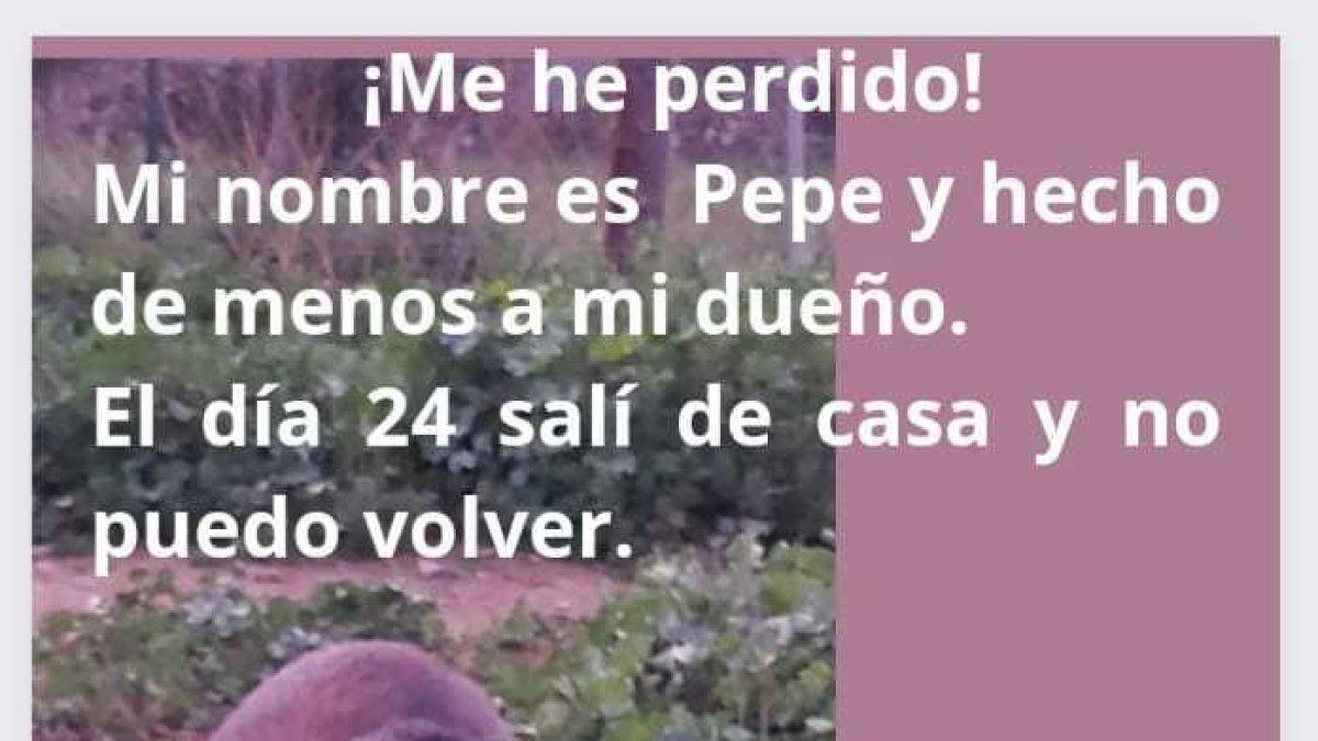 Buscan en Tarragona un perro que se ha perdido después de ser atropellado