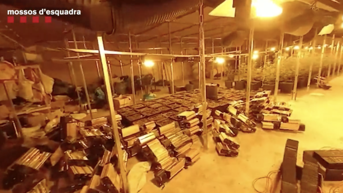 Detenen tres persones i desmantellen una plantació amb 5.200 plantes de marihuana a Reus