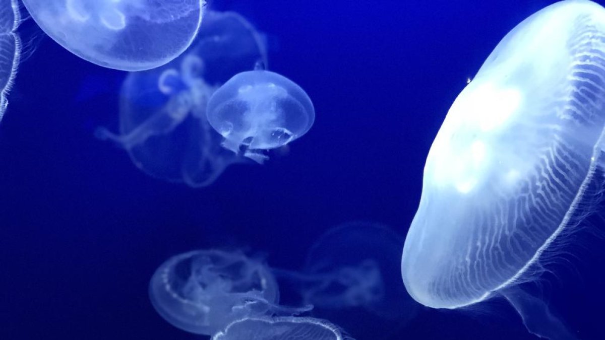 L'orina cura les picades de meduses, mite o veritat?