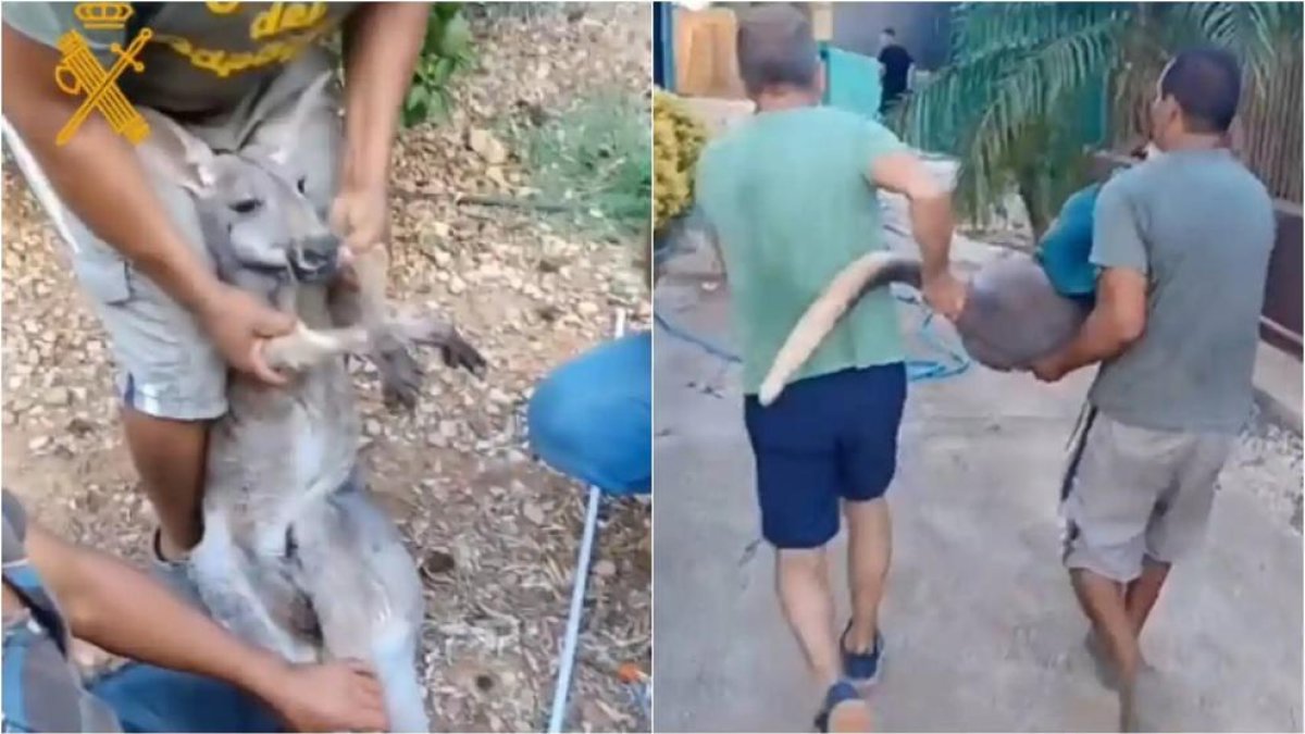 Buscan a dos canguros escapistas que se fugaron del Zoo de Castellón