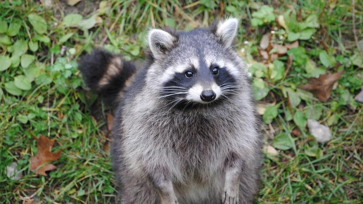 La avispa oriental, el mapache y el cerdo vietnamita, a la 'lista negra' de especies con potencial invasor en Cataluña