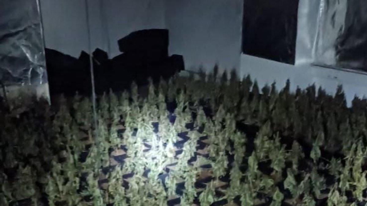 Decomisan 800 plantas de marihuana en una nave del barrio barcelonés de la Sagrada Familia
