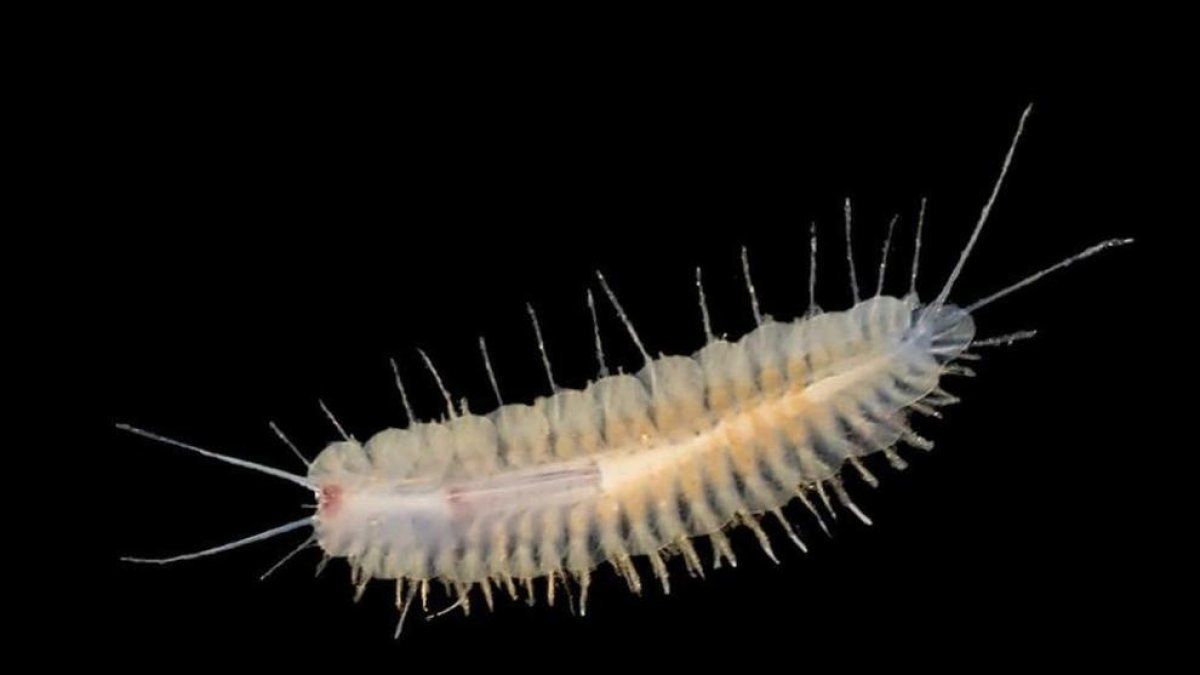 Encuentran dos nuevas especies de gusanos marinos en una cueva de Mallorca