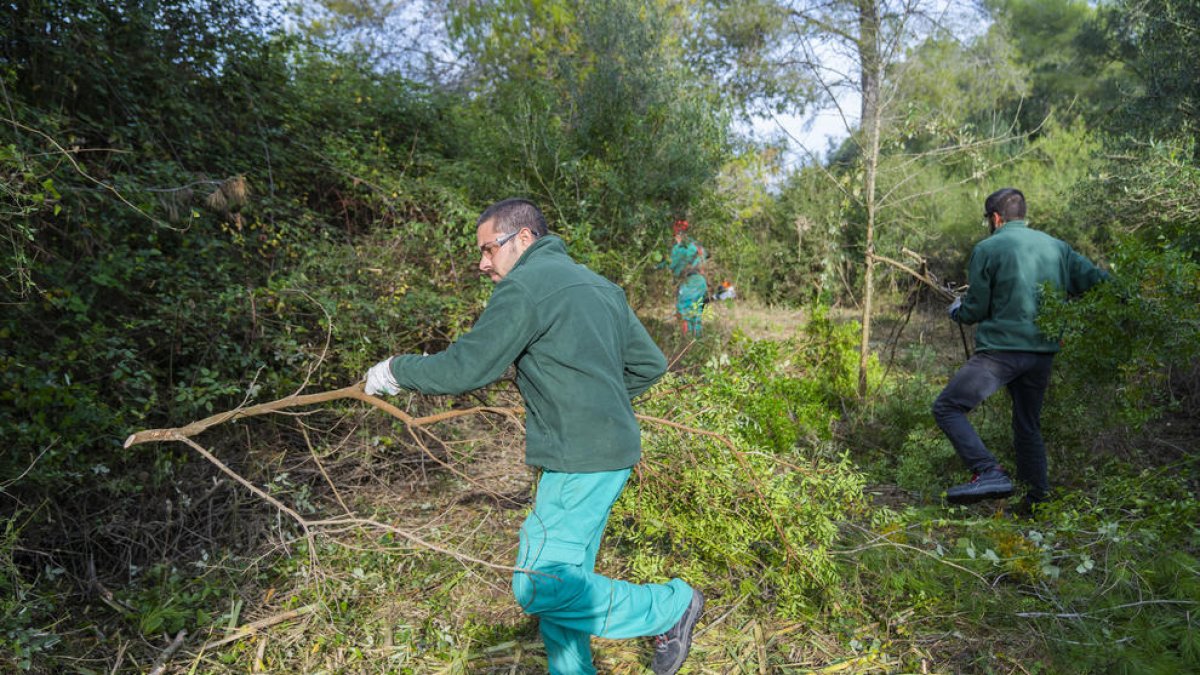 El Gobierno hará tareas de desbroce en la Anella Verda a finales de año