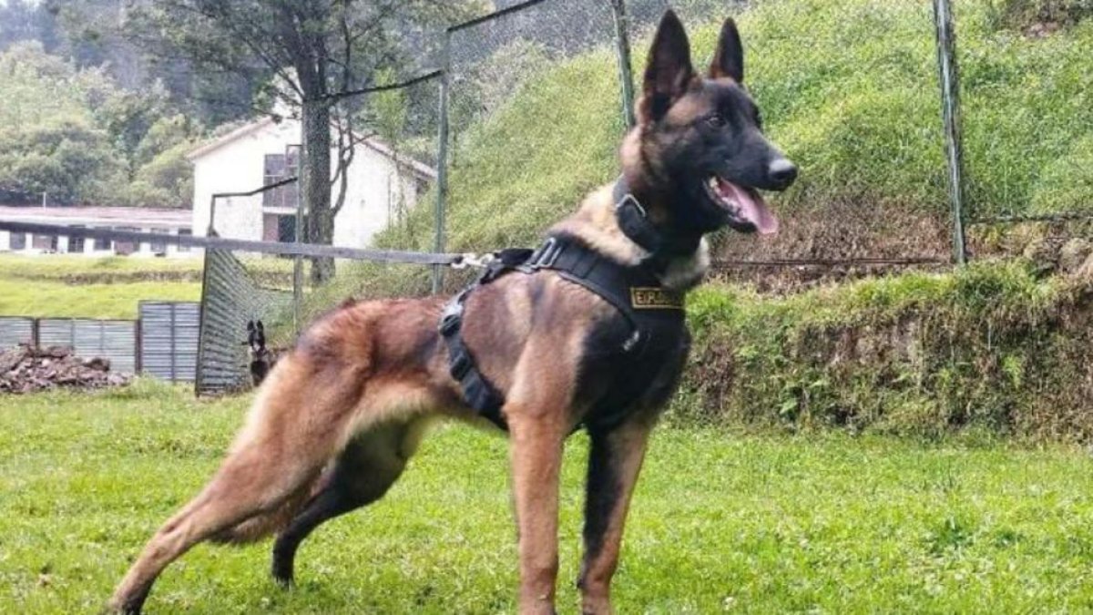 Colombia homenajea a Wilson, el perro que ayudó en el rescate de los niños perdidos en la selva y que nunca volvió