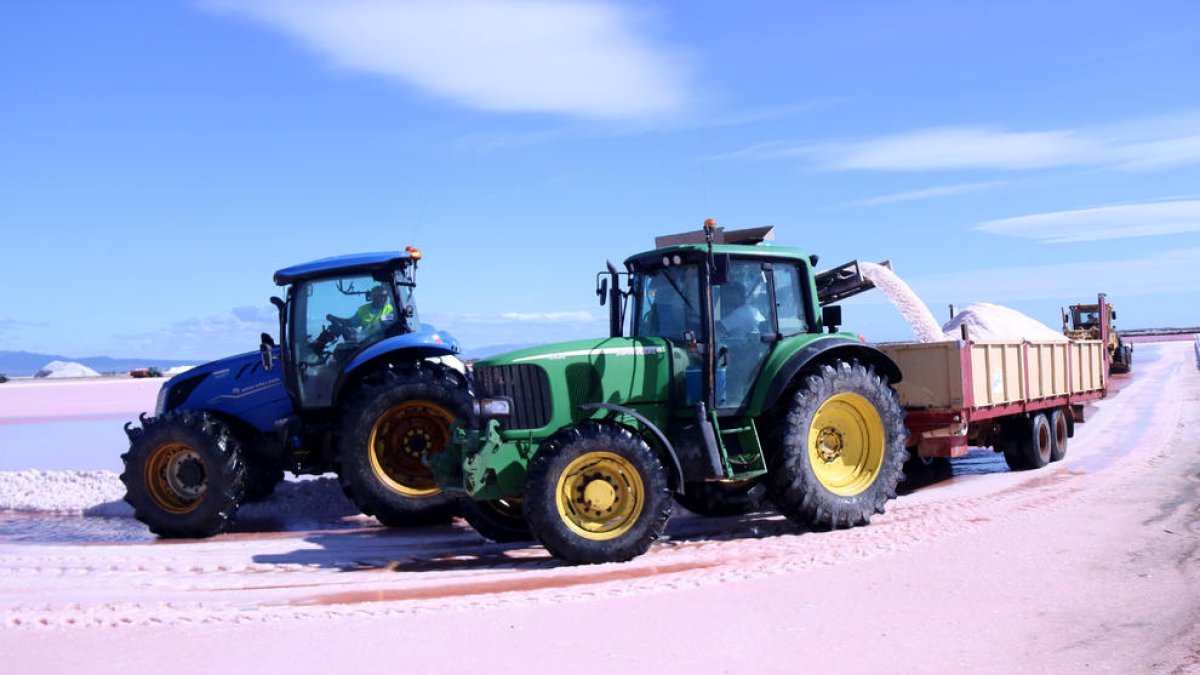 Preveuen una collita de sal rècord al Delta de l'Ebre