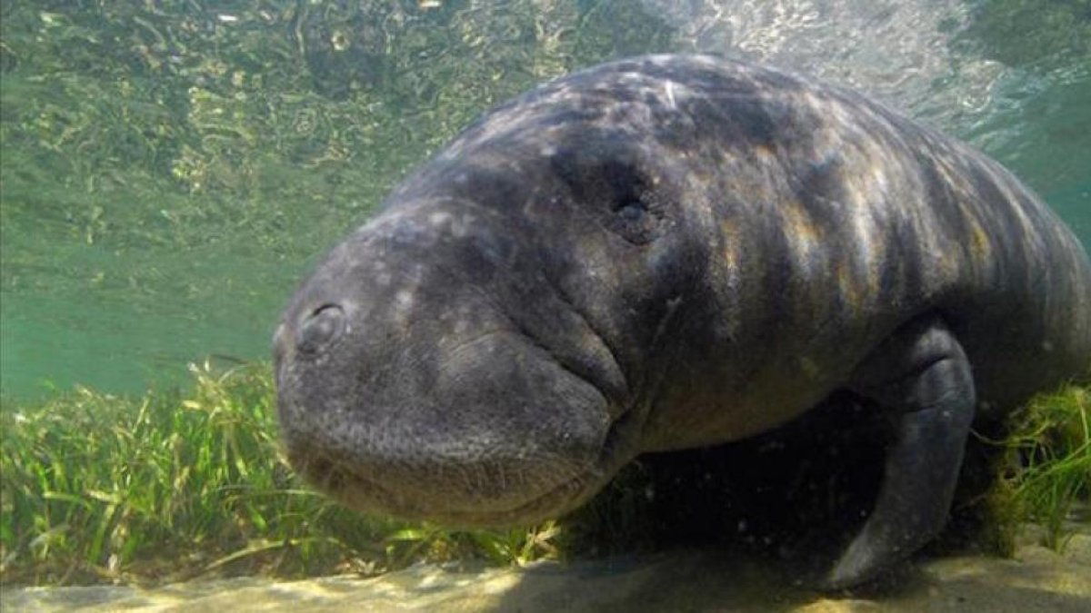 Un manatí en cautiverio muere a causa de tener una relación sexual con su propio hermano