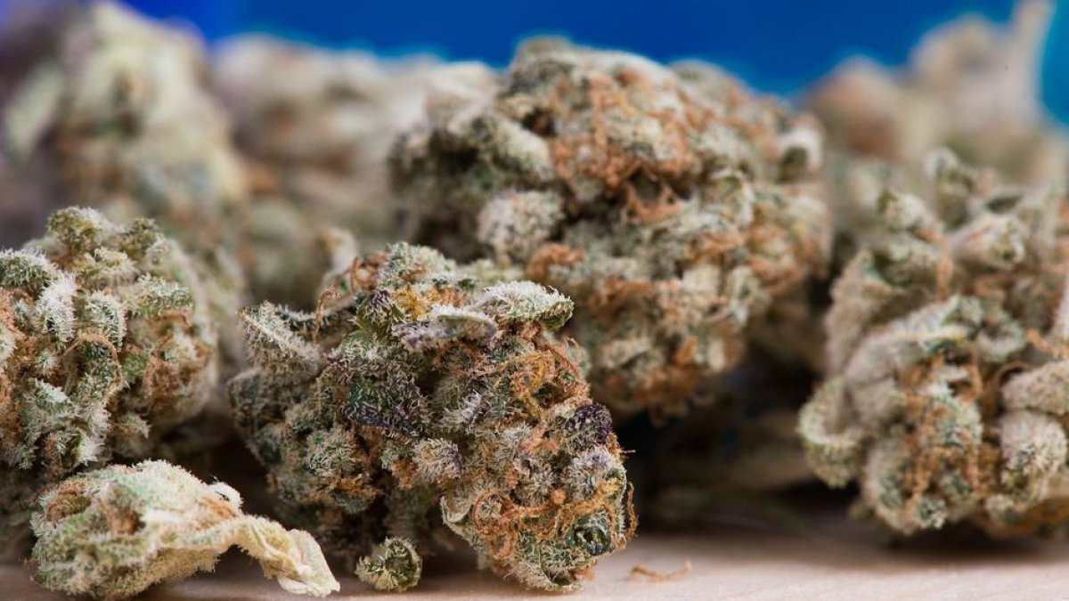 Detinguts a Alacant dos repartidors en quedar-se amb un paquet que desprenia olor de marihuana