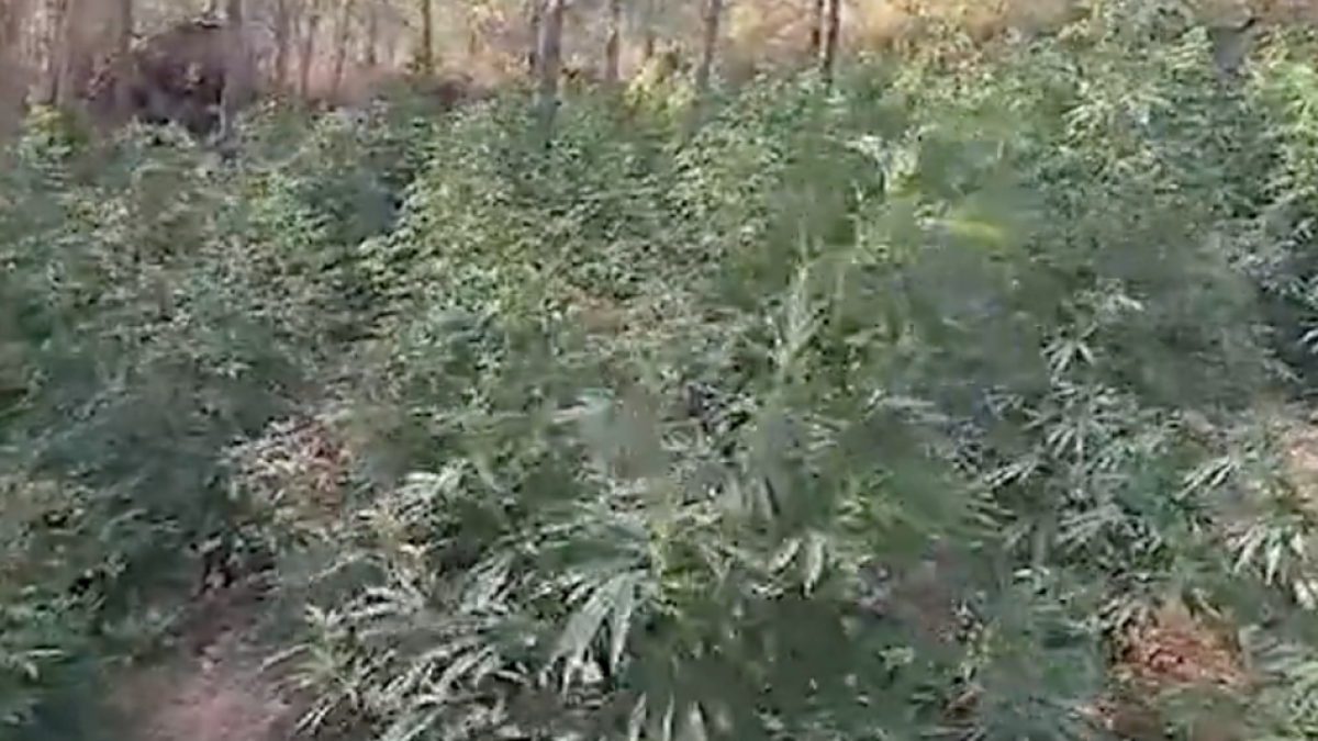 Desmantelan un cultivo con 850 plantas de marihuana en una finca de Benifallet