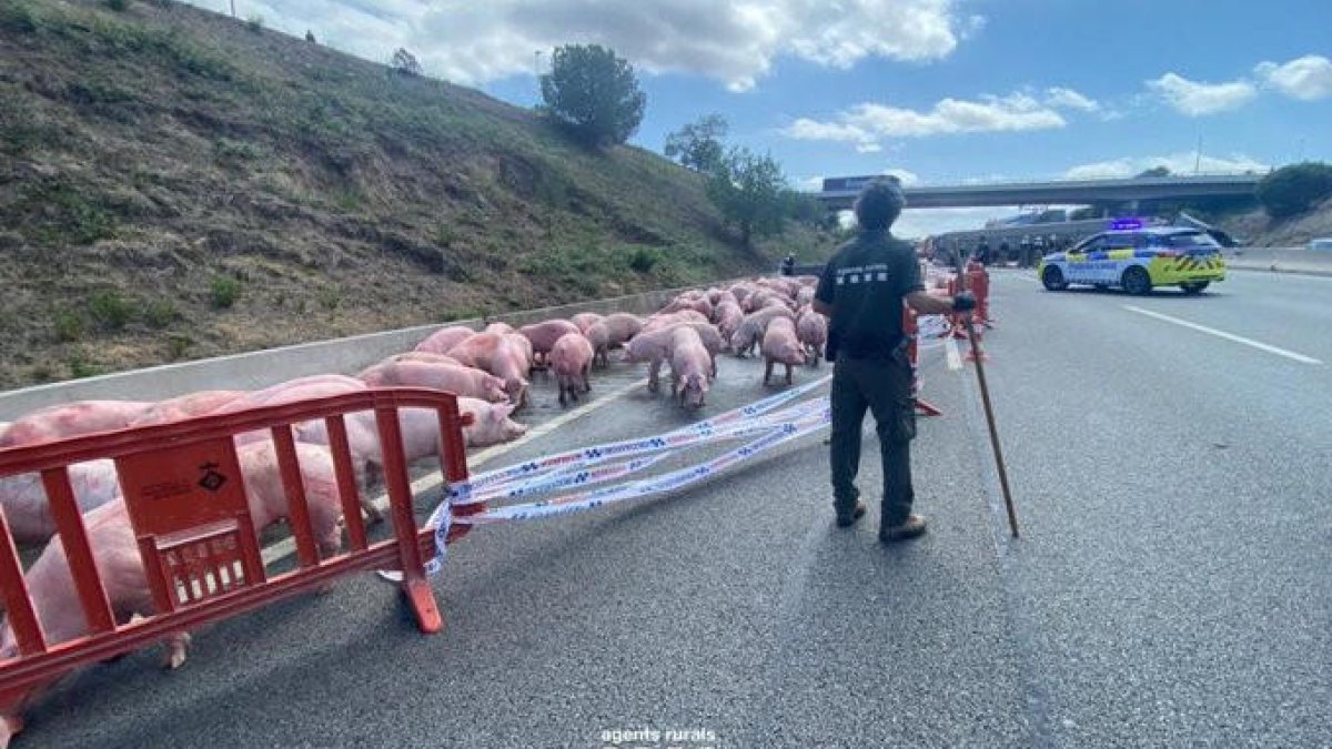 Tallada l'AP-7 a Santa Perpètua per un accident entre un turisme i un camió que transportava porcs