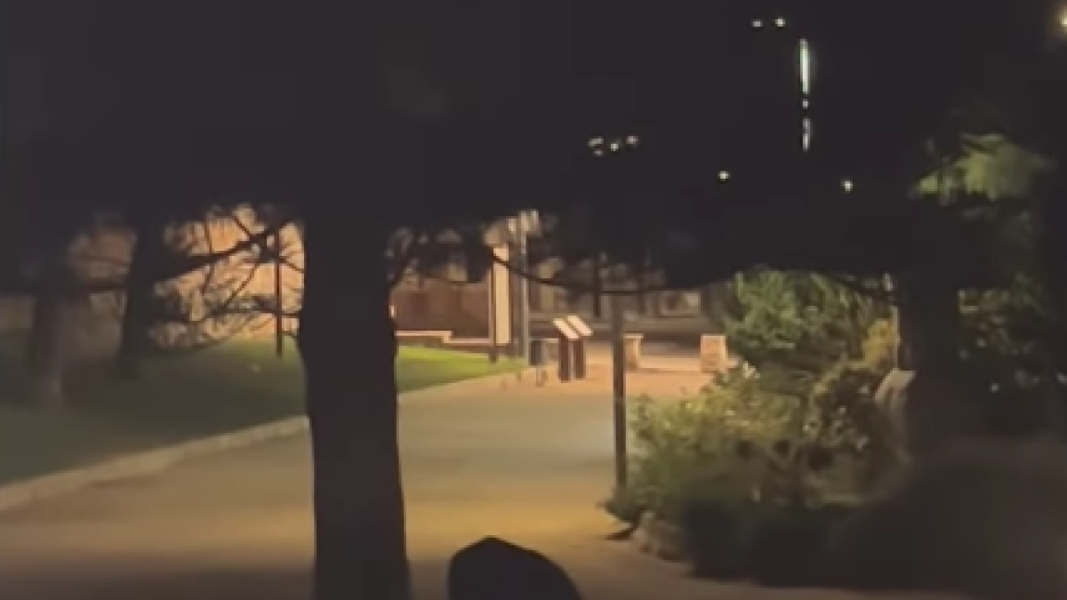 Els porcs senglars es deixen veure per Tarragona, Salou i Cambrils