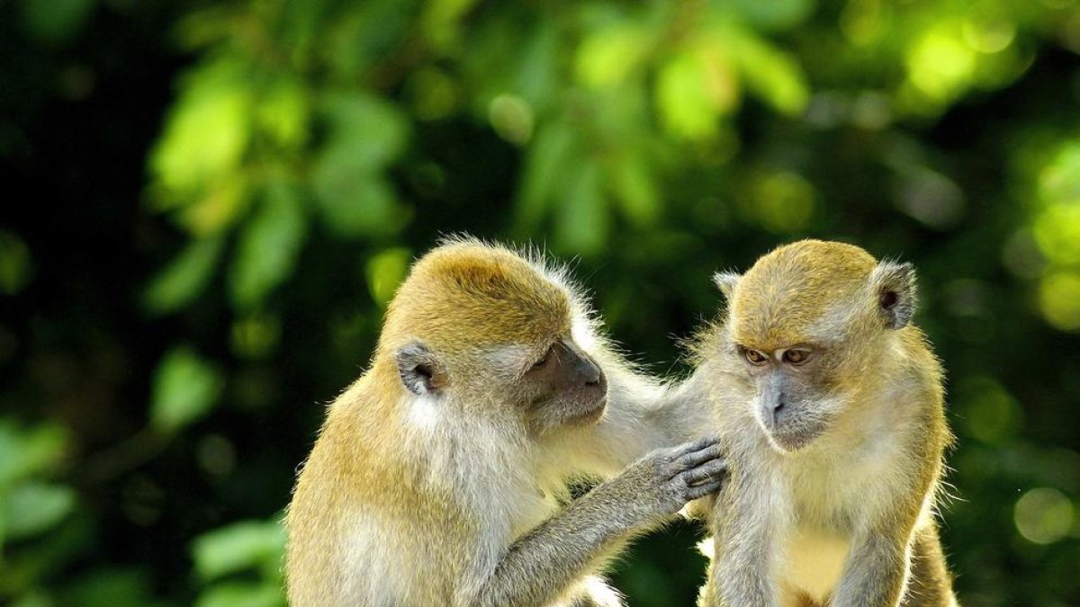 El comportamiento homosexual en mamíferos es más frecuente en especies sociales