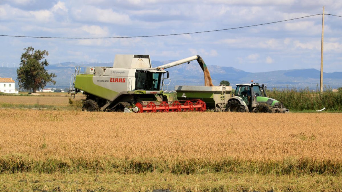 Els arrossaires salven la collita d'arròs al Delta però la producció s'aproparà al 30%