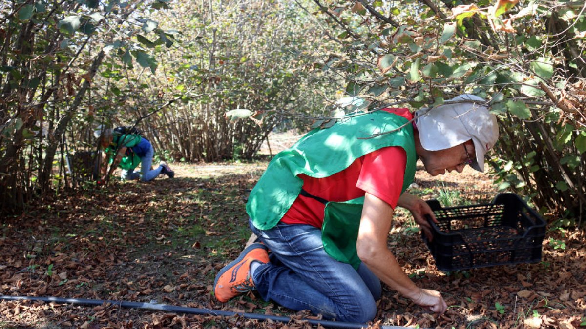 Una vintena de voluntaris espigolen avellanes a Reus per reduir el malbaratament i ajudar entitats socials