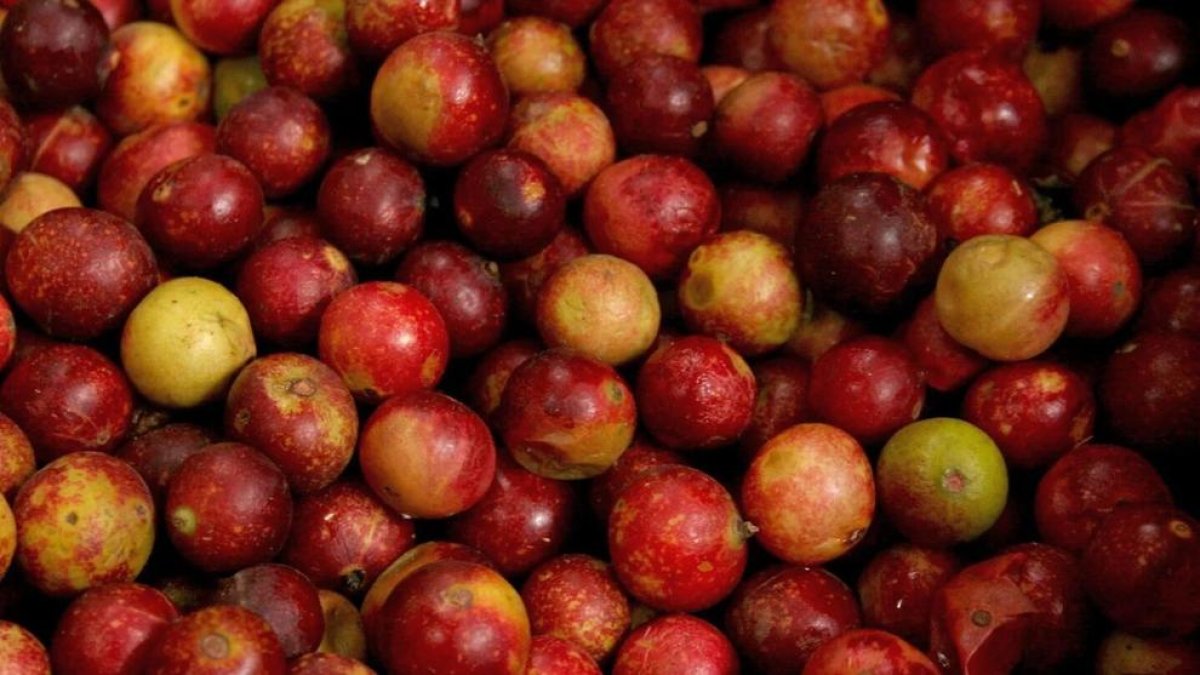 Aquesta és la fruita poc consumida a Espanya amb gran poder antioxidant i baixos nivells de sucre