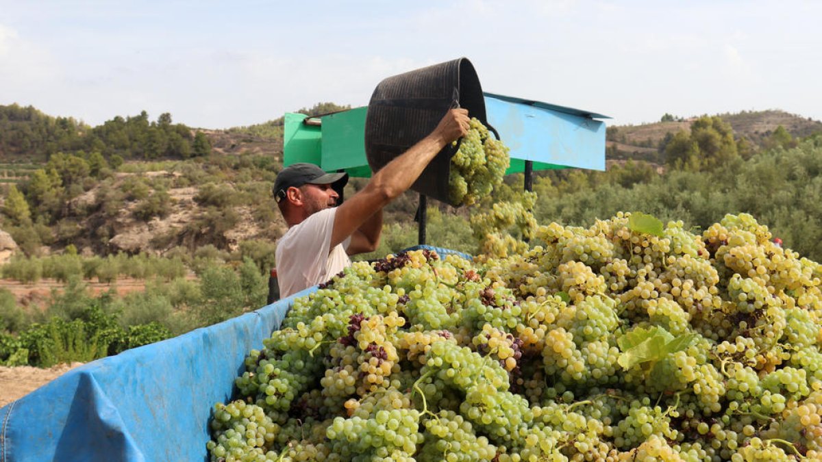 Alerten que la meitat d'arbres de fruita dolça del Camp de Tarragona i l'Ebre s'han mort per la sequera