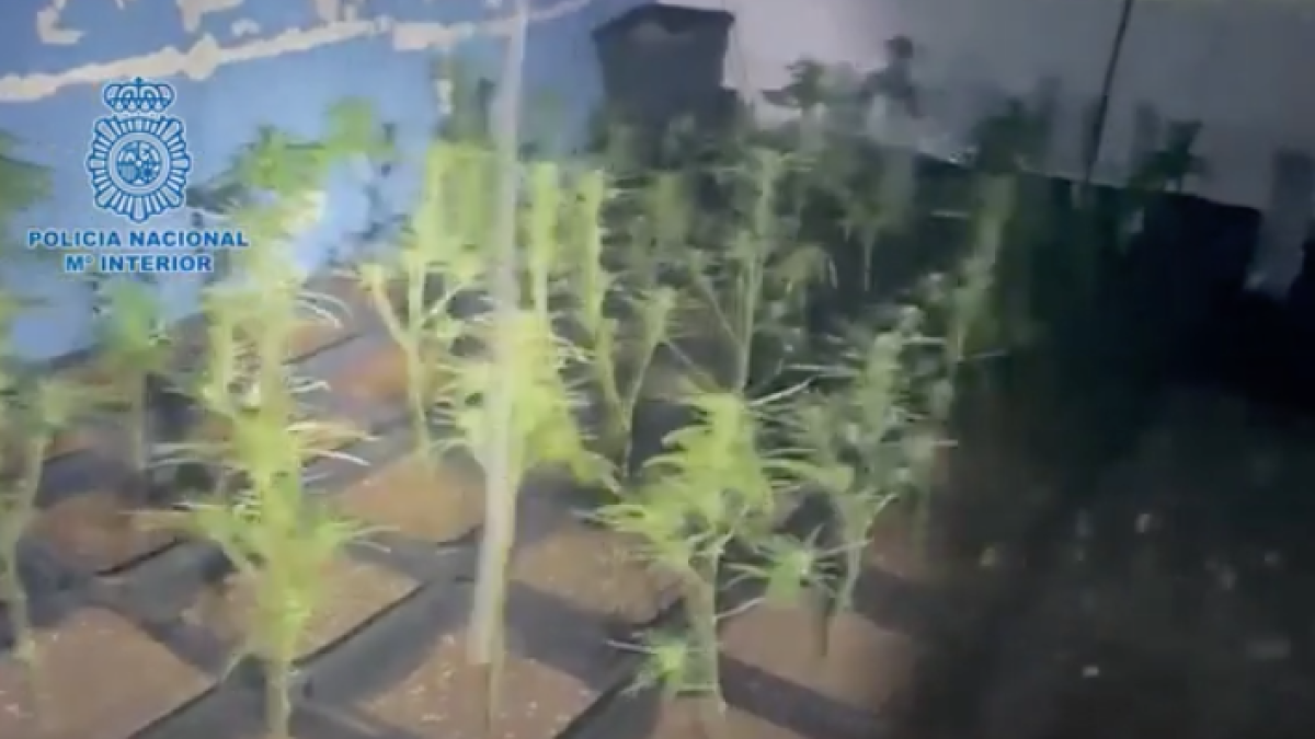 Cau un grup criminal a Tarragona que obligava tres dones a prostituir-se al carrer i a vigilar plantacions de marihuana