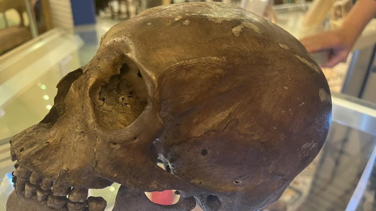 Un antropólogo descubre un cráneo humano en la sección de Halloween de una tienda de Florida