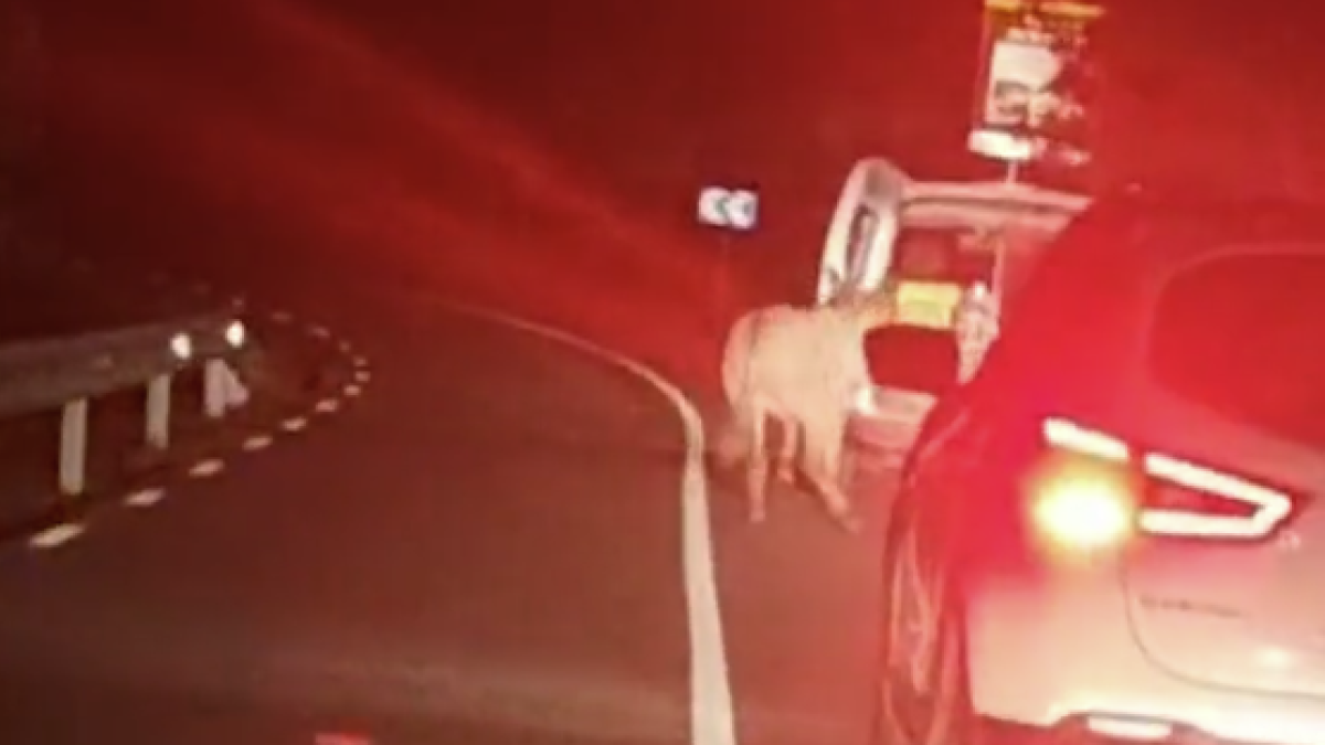 Denunciado un hombre por arrastrar un asno con su vehículo mientras conducía por una carretera comarcal en el Baix Llobregat