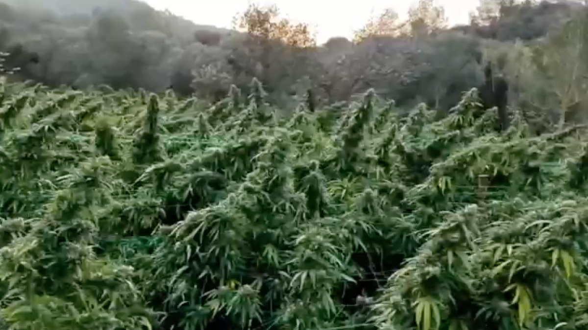 Desmantellen a Riudecols una plantació amb més de 3.800 plantes de marihuana