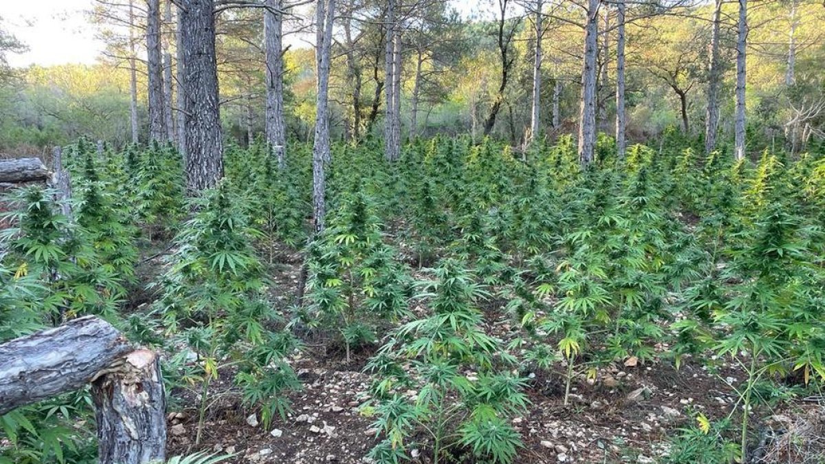 Els Mossos desmantellen una plantació de marihuana amb 1.530 plantes a Mont-ral