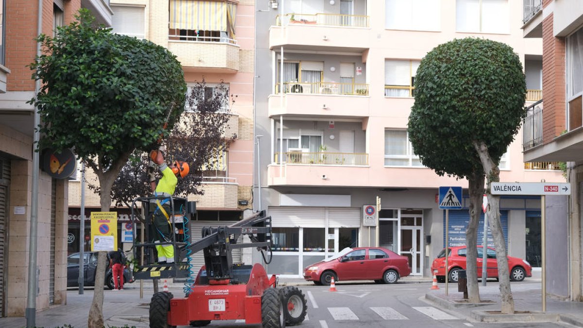 Cambrils inicia la campaña de poda del arbolado vial