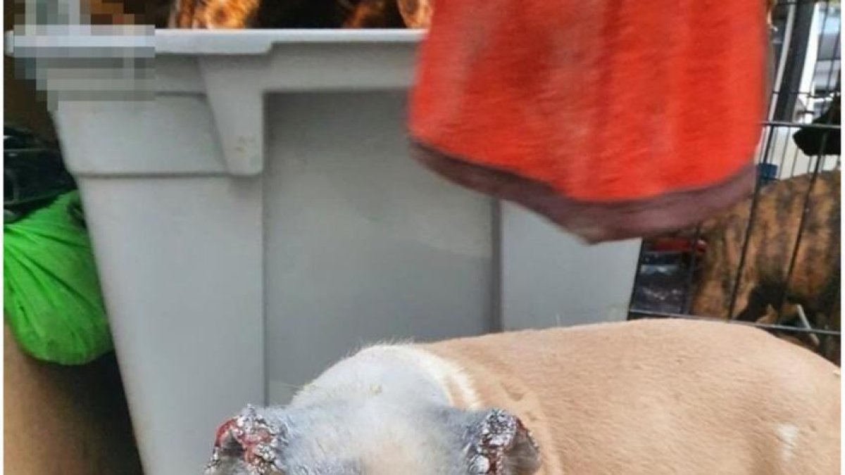 Desmantelan en Melilla un criadero de perros de raza peligrosa usados para peleas ilegales